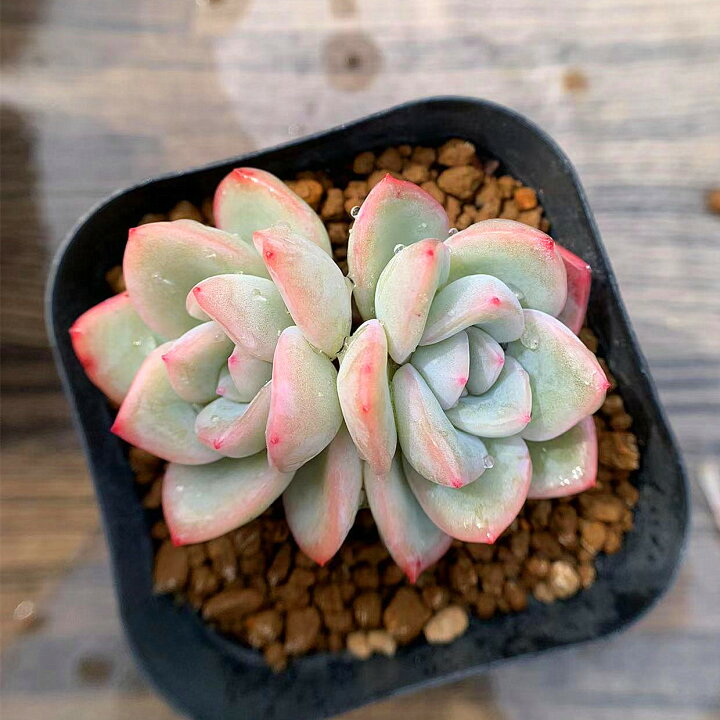 農園直売 多肉植物 寄せ植え エケベリア属 白爪ザラゴーサ 新品種 抜き苗 観葉植物 インテリア 多肉専門verve 送料無料 当日発送可能