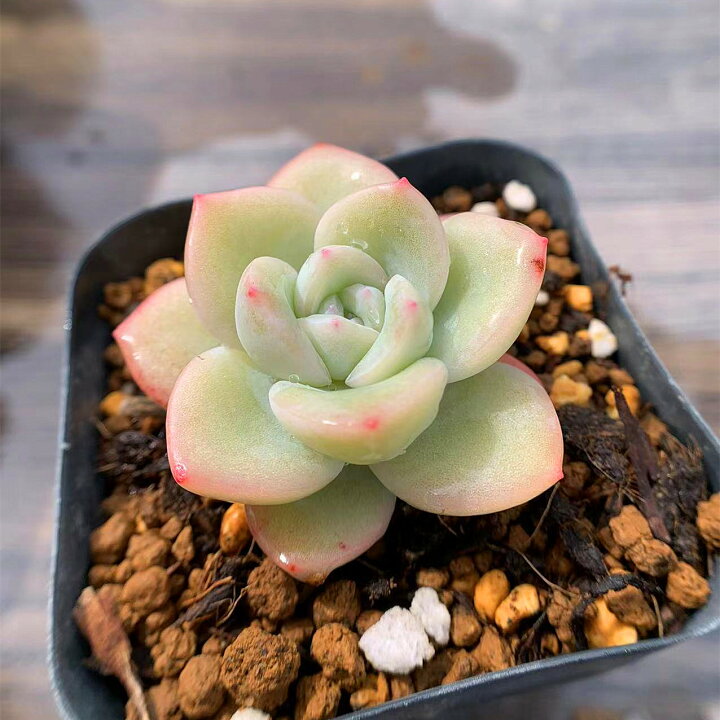 楽天市場 農園直売 多肉植物 寄せ植え エケベリア属 シュークリーム 新品種 抜き苗 観葉植物 インテリア 多肉専門verve 楽天市場 農園直売 多肉植物 寄せ植え エケベリア属 シュークリーム 新品種 抜き苗 観葉植物 インテリア 多肉専門verve