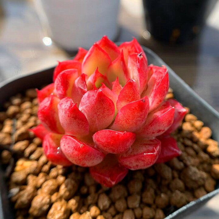 激安卸販売新品 農園直売 多肉植物 寄せ植え エケベリア属 パナメラ 3頭 抜き苗 観葉植物 インテリア 多肉専門verve
