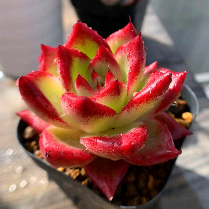 楽天市場 農園直売 多肉植物 寄せ植え エケベリア属 ロメオルビンｘコロラータ 新品種 超美苗 大 超レア 抜き苗 観葉植物 インテリア 多肉 専門verve