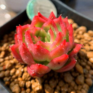 多肉植物 赤 観葉植物の人気商品 通販 価格比較 価格 Com