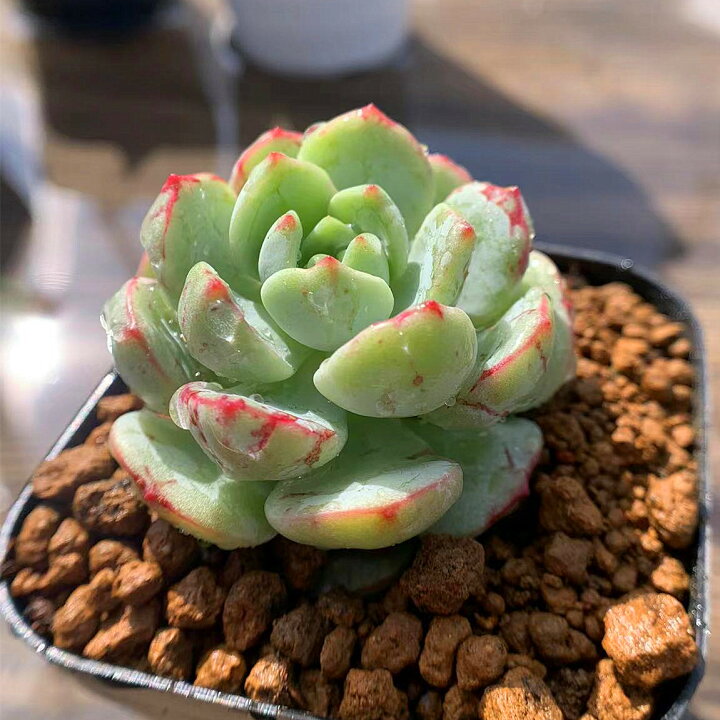 安心の実績 高価 買取 強化中 抜き苗 農園直売 グリノービア属 インテリア 多肉植物