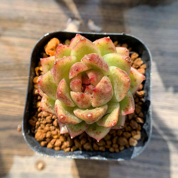 楽天市場 農園直売 多肉植物 寄せ植え エケベリア属 クリスタルローズ 抜き苗 観葉植物 インテリア 多肉専門verve