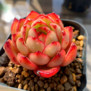 多肉植物 赤 観葉植物の人気商品 通販 価格比較 価格 Com