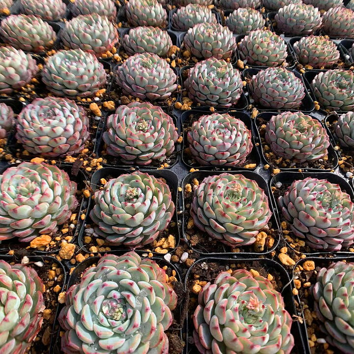 195円 22モデル 農園直売 多肉植物 寄せ植え パキフィツム属 オレンジスノーボール ミニ