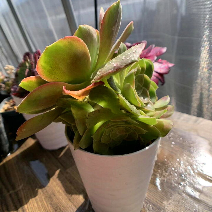 農園直売 多肉植物 寄せ植え パキフィツム属 アップルチーズ美人 2頭 抜き苗 観葉植物 インテリア 祝開店 大放出セール開催中