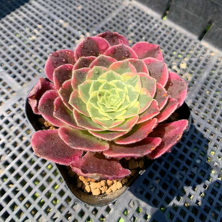 楽天市場】農園直売 多肉植物 寄せ植え アエオニウム フェスティバル錦 