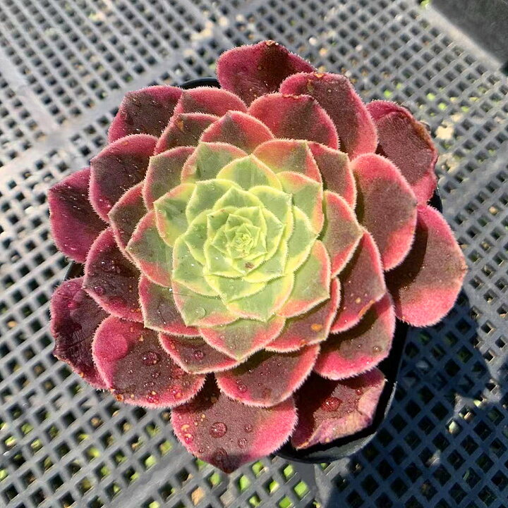 C4アエオニウム 多肉植物 燕姿錦 抜き苗 （83#多肉植物 