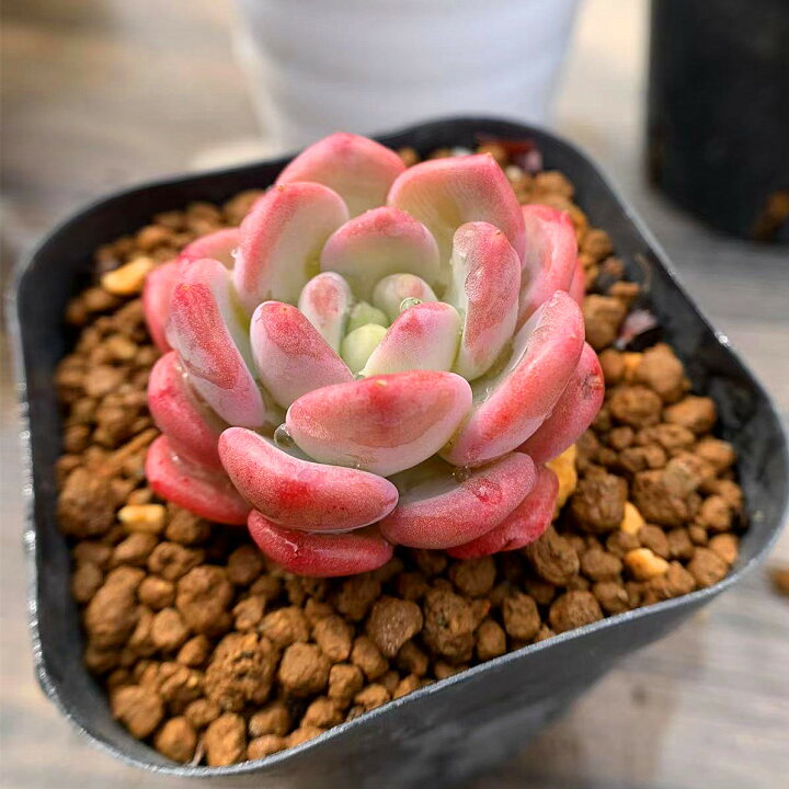 楽天市場】農園直売 多肉植物 寄せ植え エケベリア属 Pink Jenny 新品種 抜き苗 観葉植物 インテリア 多肉専門VERVE : 多肉 専門VERVE 楽天市場】農園直売 多肉植物 寄せ植え エケベリア属 Pink Jenny 新品種 抜き苗 観葉植物 インテリア 多肉専門VERVE : 多肉 専門VERVE