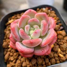 楽天市場 観葉植物 人気ランキング1位 売れ筋商品