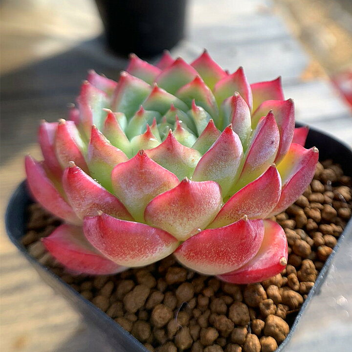 楽天市場】農園直売 多肉植物 寄せ植え エケベリア属 クリスタルローズ 