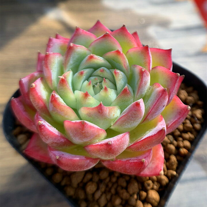 楽天市場】農園直売 多肉植物 寄せ植え エケベリア属 クリスタルローズ 