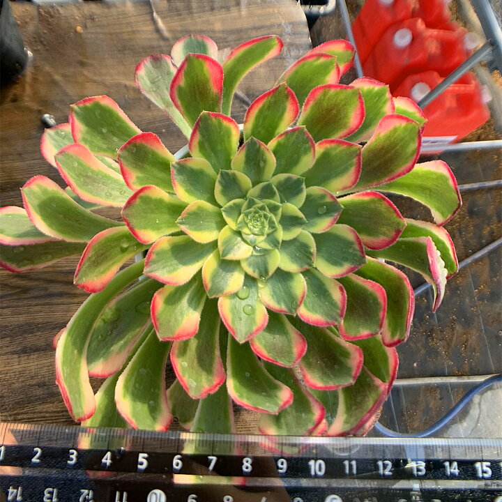 楽天市場】農園直売 多肉植物 寄せ植え アエオニウム属 朝霞錦（単 