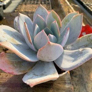 _ A 񂹐A GPxA Jeij c@c ϗtA CeA