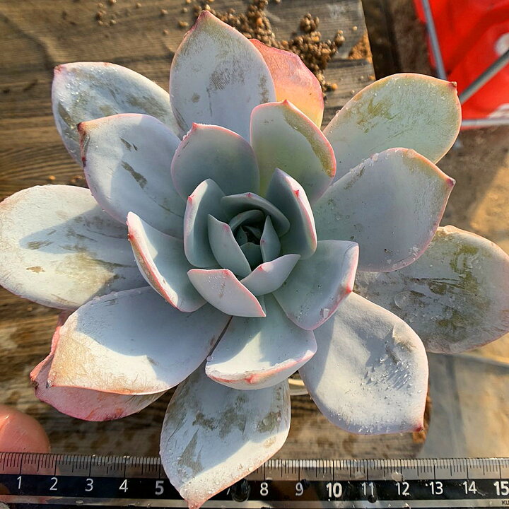 楽天市場】農園直売 多肉植物 寄せ植え エケベリア属 カンテ（特大 