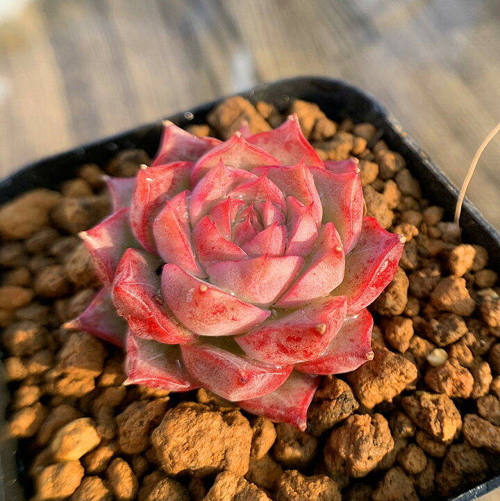 期間限定送料無料 農園直売 多肉植物 寄せ植え エケベリア属 ECHEVERIA ブラッドロメオ 赤い子たちセット 多肉植物 エケベリア 韓国苗