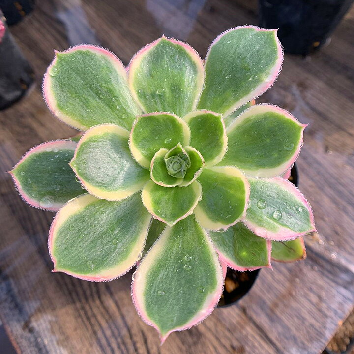 楽天市場 農園直売 多肉植物 寄せ植え アエオニウム属 5点セット 中 抜き苗 観葉植物 インテリア 多肉専門verve 多肉専門verve