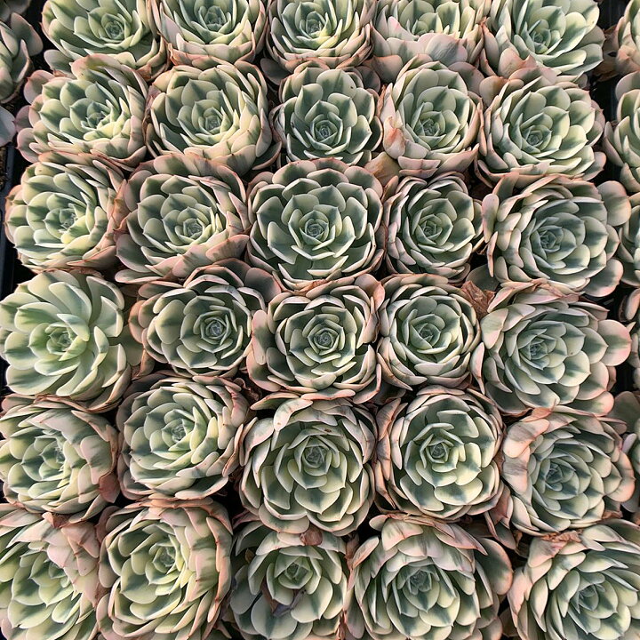 楽天市場】農園直売 多肉植物 寄せ植え エケベリア属 ルノーディーン 