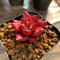 楽天市場】多肉植物 赤（観葉植物｜花・観葉植物）：花・ガーデン・DIY 