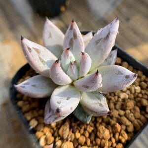 _ A 񂹐A GPxA AML[^ 󏭃EH[^[}[Nt c ϗtA CeA