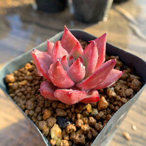 _ A 񂹐A GPxA Iij c ϗtA CeA