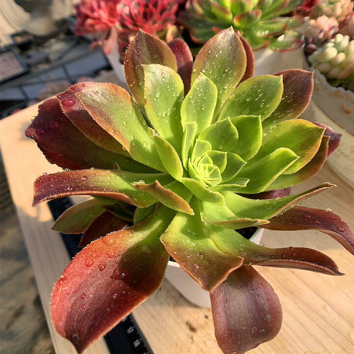 楽天市場】農園直売 多肉植物 寄せ植え アエオニウム属 青レモン（群 
