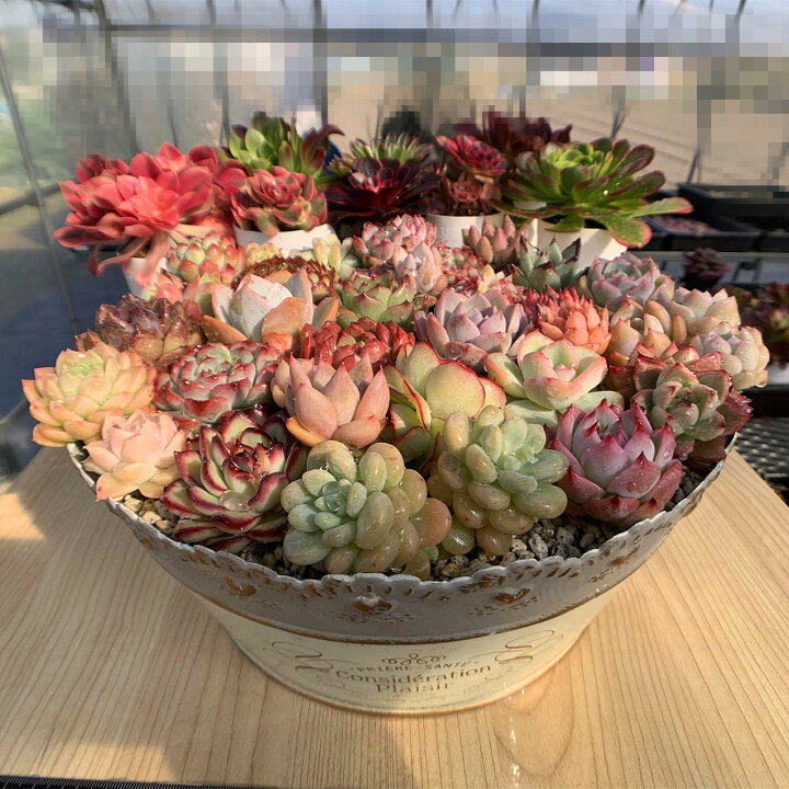 楽天市場】農園直売 多肉植物 宅急便送料無料 エケベリア 寄せ植え 
