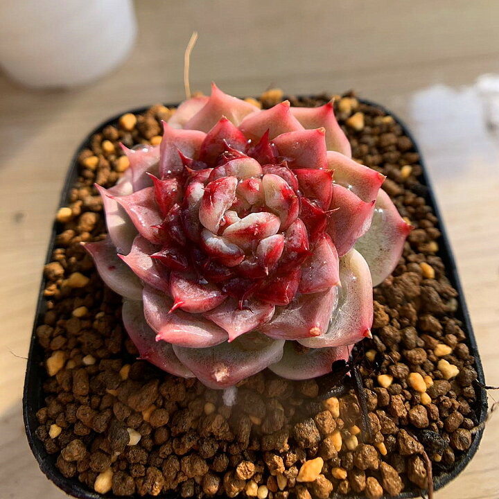 楽天市場】農園直売 多肉植物 寄せ植え エケベリア属 レッドベルベット 