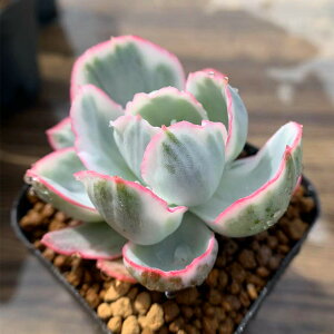 _ A 񂹐A GPxA o[N[Cg 'Berkeley Light'с@c@c ϗtA CeA@VERVE