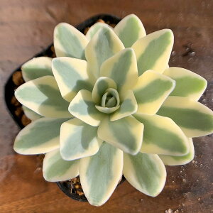 l@_ A 񂹐A @IX^LX xm@ @ϗtA GPxA@CeA@VERVE