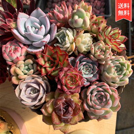 楽天市場】農園直売 多肉植物 寄せ植え エケベリア属 七福美尼（4頭 