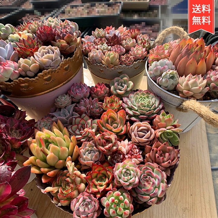 楽天市場】農園直売 多肉植物 宅急便送料無料 エケベリア 寄せ植え  