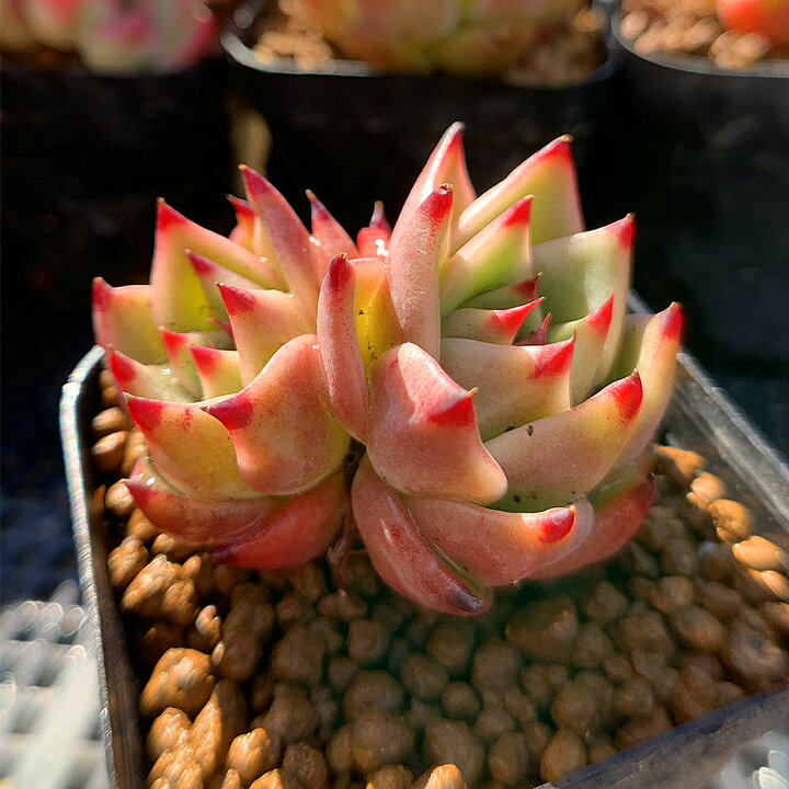 楽天市場】農園直売 多肉植物 寄せ植え エケベリア属 Blue Dragon 