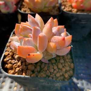 _ A 񂹐A GPxA@IW[i2j@c@󏭁@c ϗtA CeA@VERVE