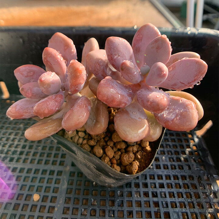 楽天市場】農園直売 多肉植物 寄せ植え 膵臓のたまご（2頭  