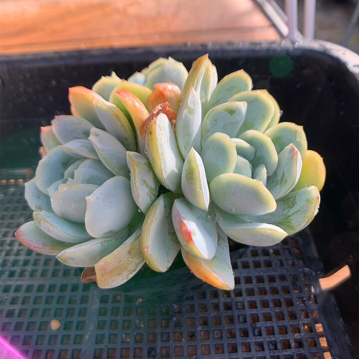 楽天市場】農園直売 多肉植物 寄せ植え エケベリア レモンベリー（群 