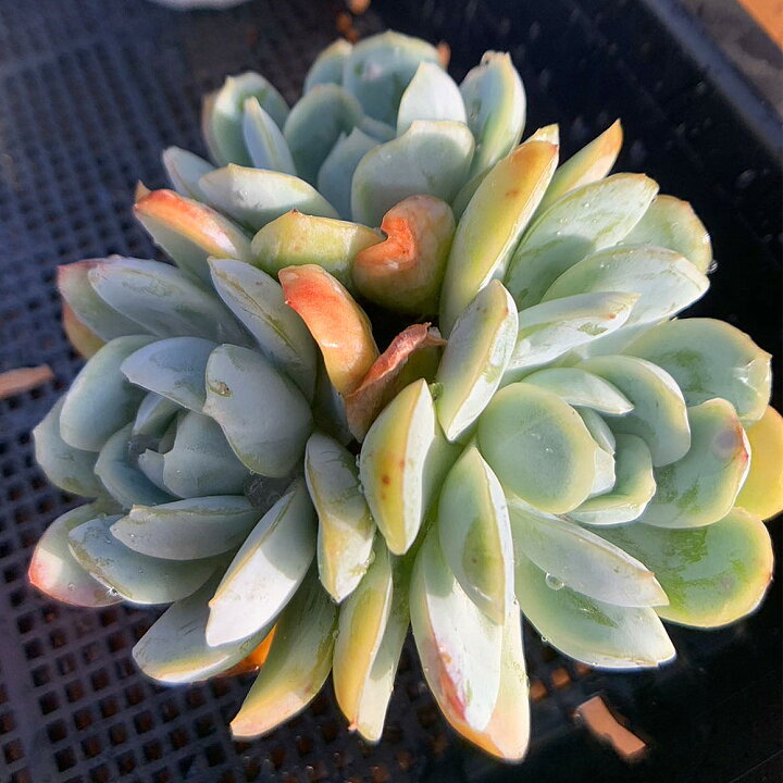 楽天市場】農園直売 多肉植物 寄せ植え エケベリア レモンベリー（群 