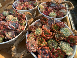 Ԍ葝ʁ@A GPxA@񂹐Api~jTCYj15+3Zbg@lߍ킹@؁@gN@ϗtA CeA@_@VERVE