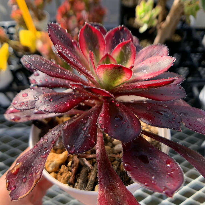 楽天市場】農園直売 多肉植物 寄せ植え アエオニウム属 シャネル（単 