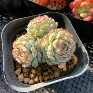 l@_ A 񂹐A GPxA@´Vincent Catto´ hyb(Q) BZgJg[hyb @Vi@c@c ϗtA CeA@VERVE