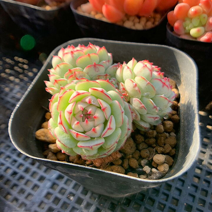 エケベリア 観葉植物 多肉植物 Vincent Cattox静夜 224 （Echeveria 