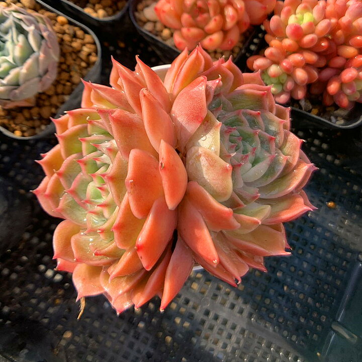 楽天市場】農園直売 多肉植物 寄せ植え エケベリア属 オウンスロー（2 
