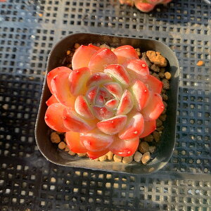 _ A 񂹐A GPxA@Xgx[A[hiPjc@c ϗtA CeA@VERVE