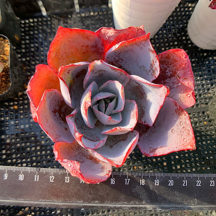 楽天市場】農園直売 多肉植物 寄せ植え エケベリア属 アフターグロー 
