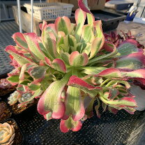 楽天市場】多肉植物 アエオニウムの通販