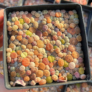 値下げ 農園直売 多肉植物 寄せ植え カラフルリトープス(150頭以上セット)メセン 可愛い  観葉植物 インテリア 多肉専門VERVE