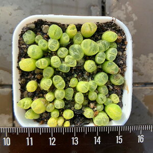 _ A RmtBc ʁi΁j @30-35Zbg@@Z@ϗtA@CeA@VERVE