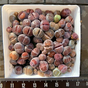 _ A RmtBc g[vXij 50-60Zbg@@Z@ϗtA@CeA@VERVE