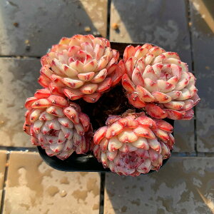 _ A 񂹐A GPxA@sN~j}iQj@c ϗtA CeA@VERVE