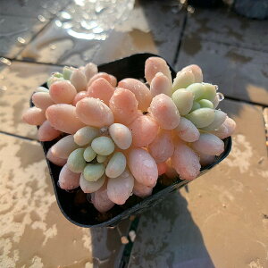 _ A 񂹐A GPxA RRiQj Echeveria 'Rococo' c ϗtA CeA@VERVE